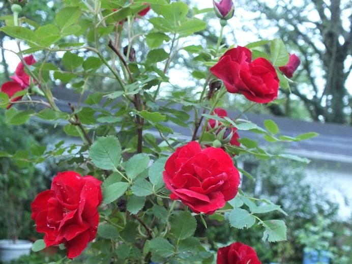  photo hopehumanity2_zpsbe57fb8c.jpg